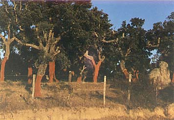 corktree.jpg (29735 bytes)