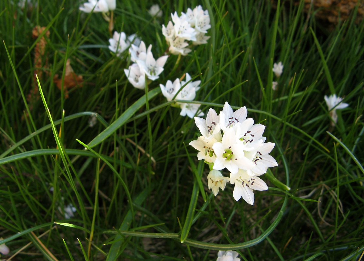 k30_flora_01.jpg