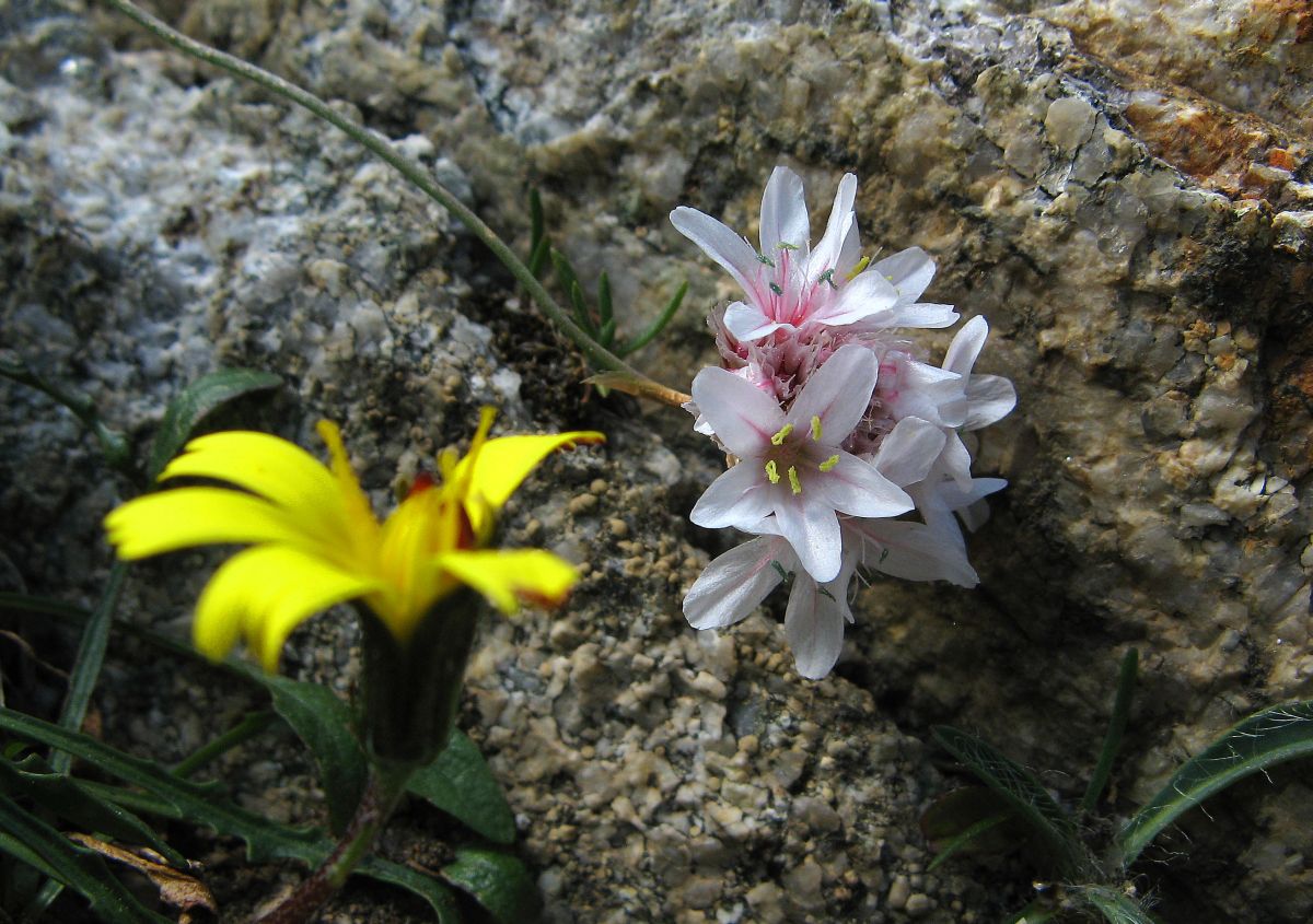 k30_flora_03.jpg