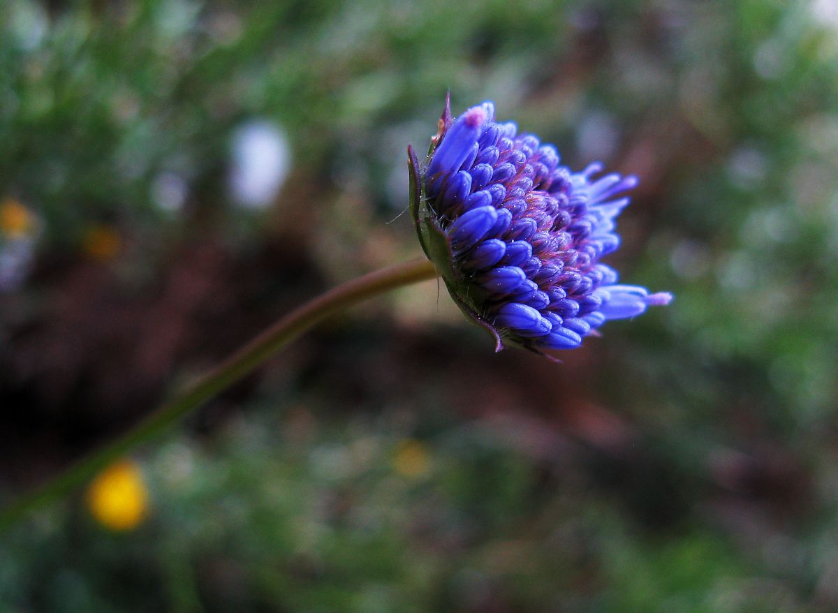 k30_flora_04.jpg