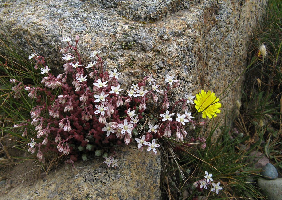 k30_flora_05.jpg