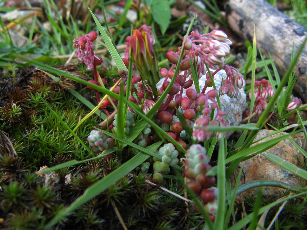 k30_flora_07.jpg