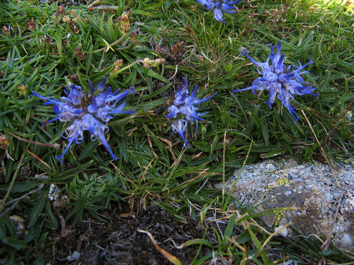 k30_flora_08.jpg