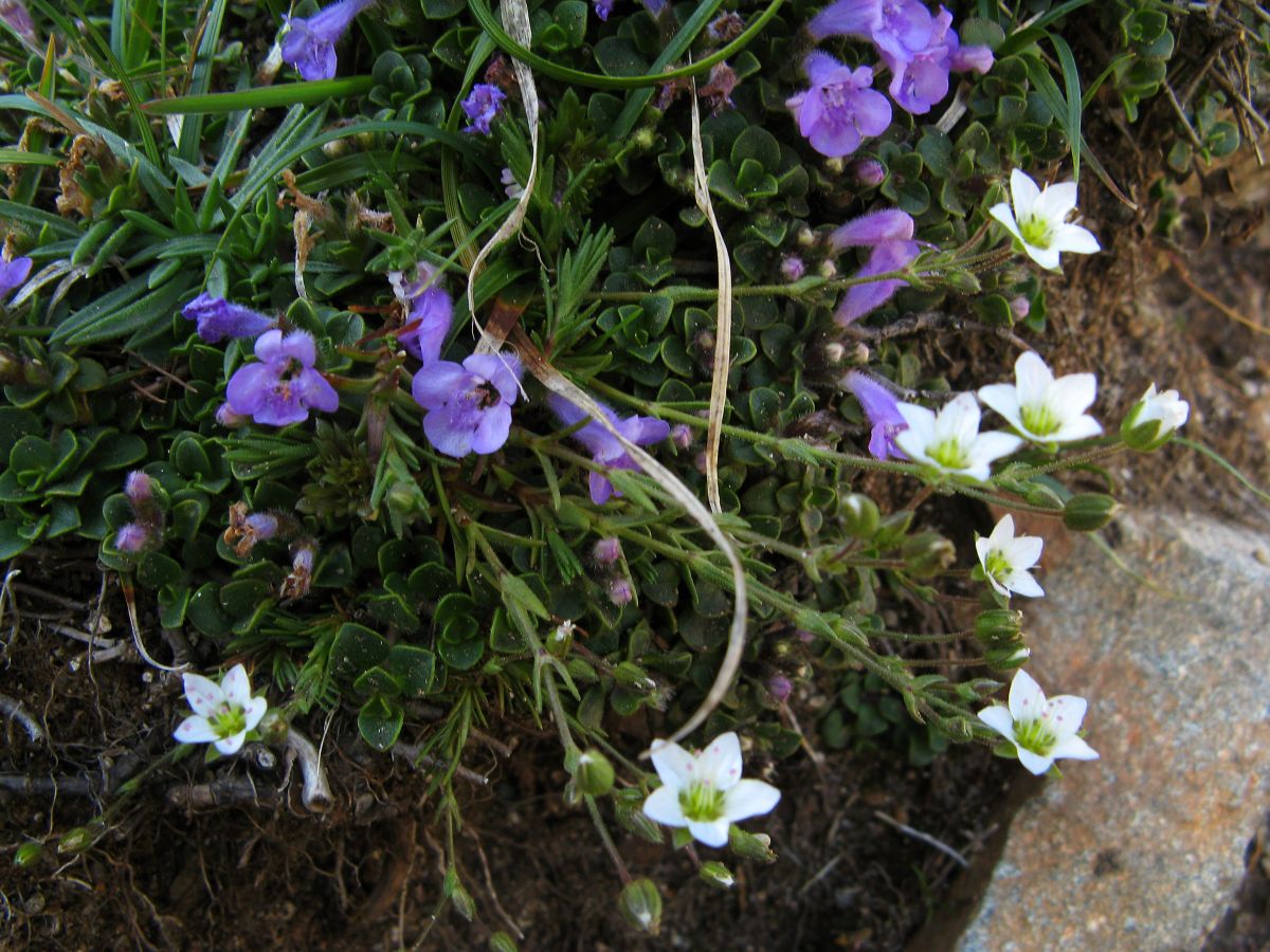 k30_flora_09.jpg
