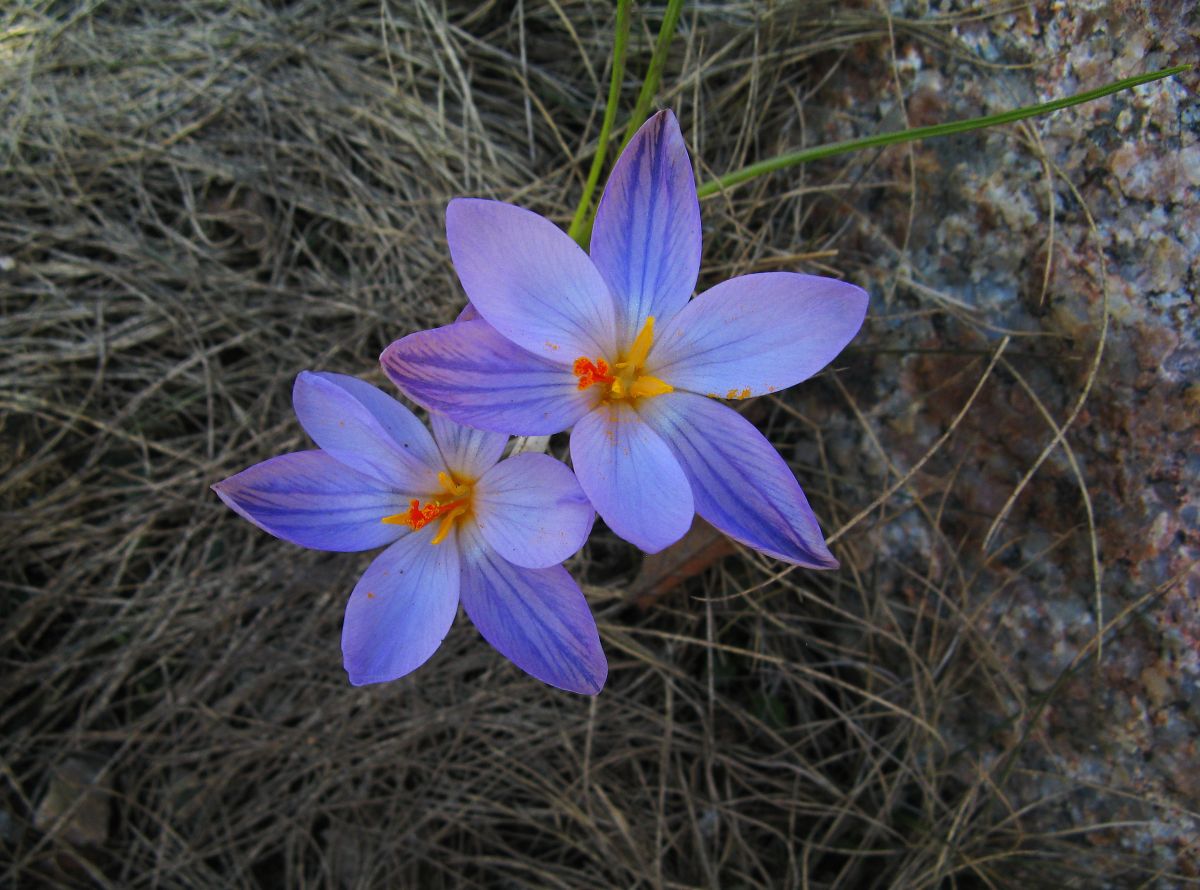 k30_flora_10.jpg