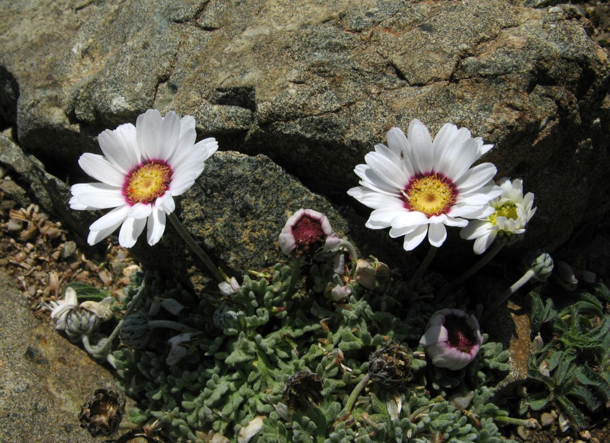 k30_flora_11.jpg