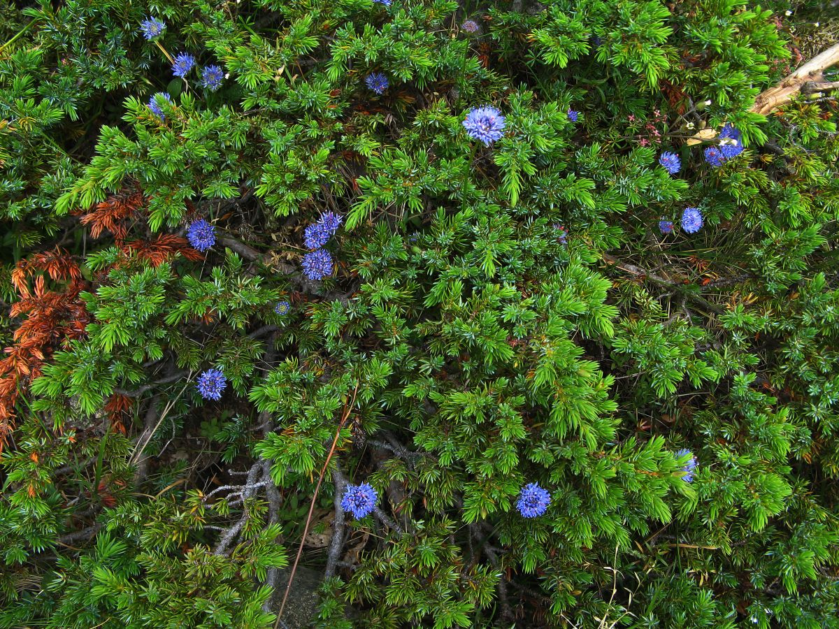 k30_flora_13.jpg