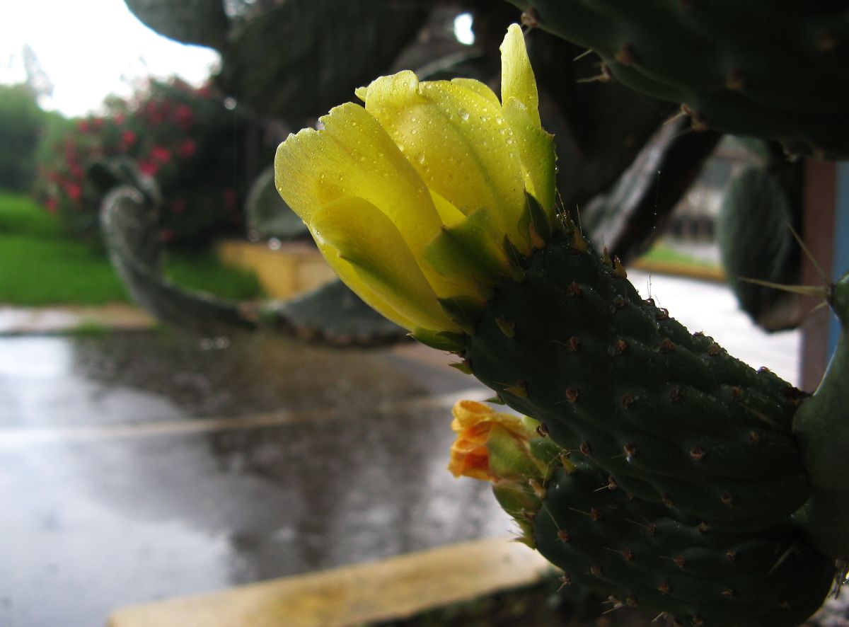 k30_flora_14.jpg