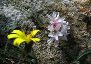 k30_flora_03.jpg