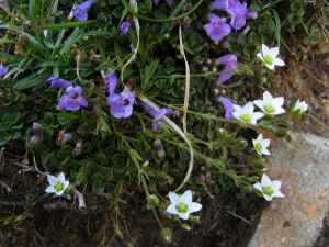 k30_flora_09.jpg