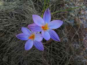 k30_flora_10.jpg