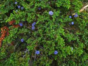 k30_flora_13.jpg