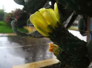 k30_flora_14.jpg