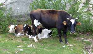 17_salase_pozzi_01.jpg