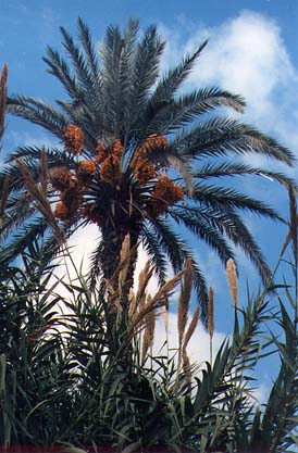 palma.jpg (42060 bytes)