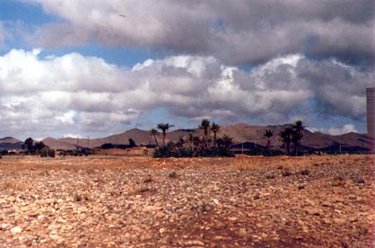 palmy.jpg (31157 bytes)