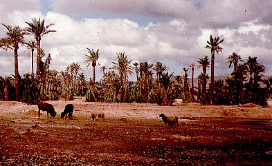 rezata1.jpg (42486 bytes)