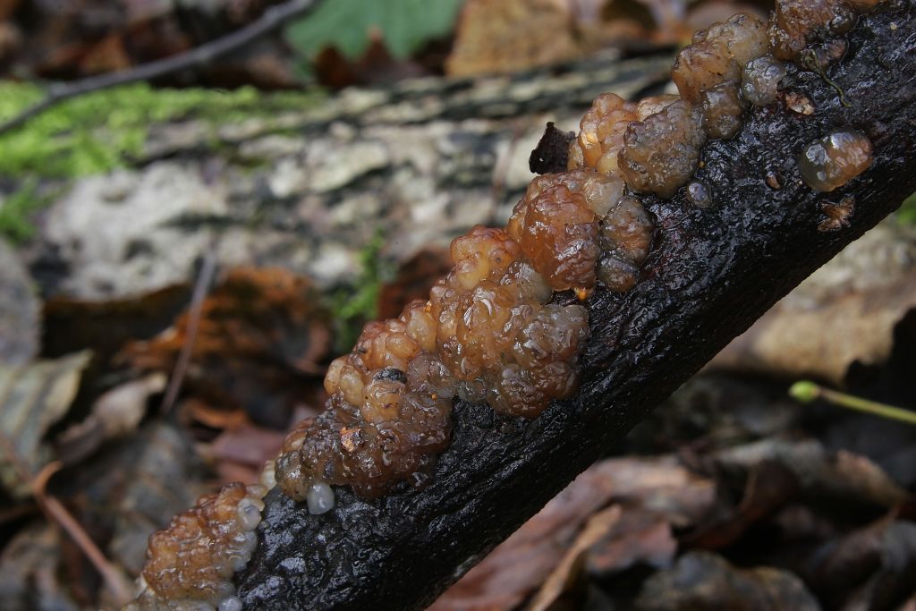 exidia cartilaginea