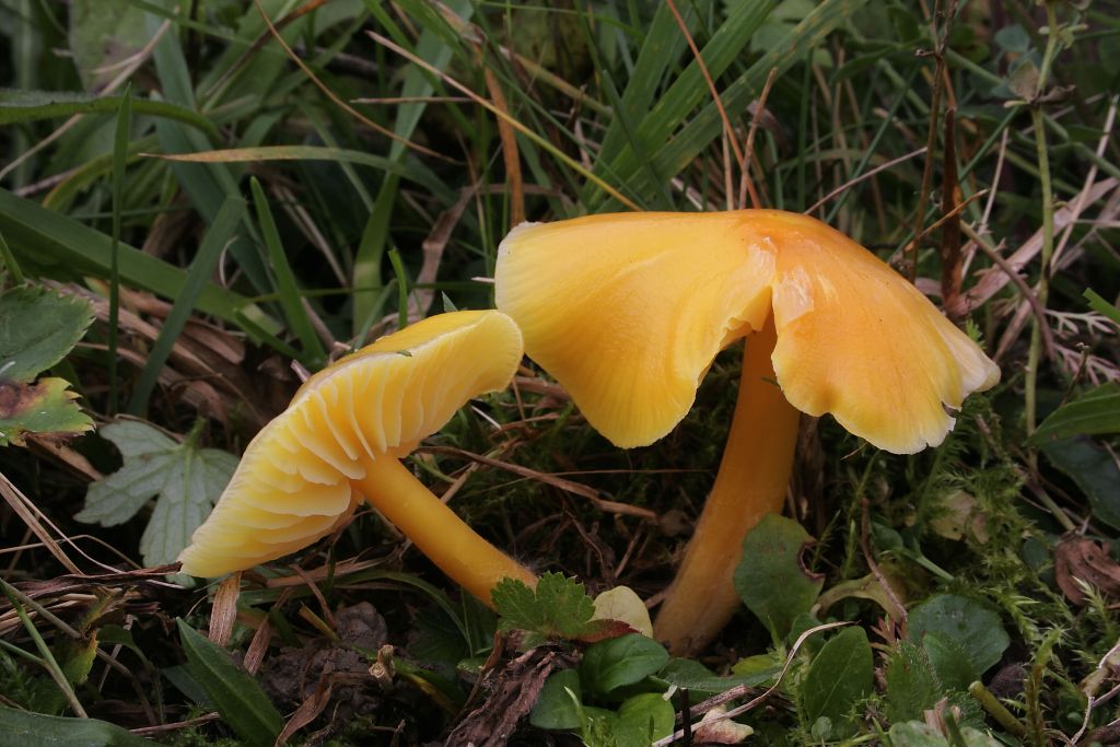 Hygrocybe insipida