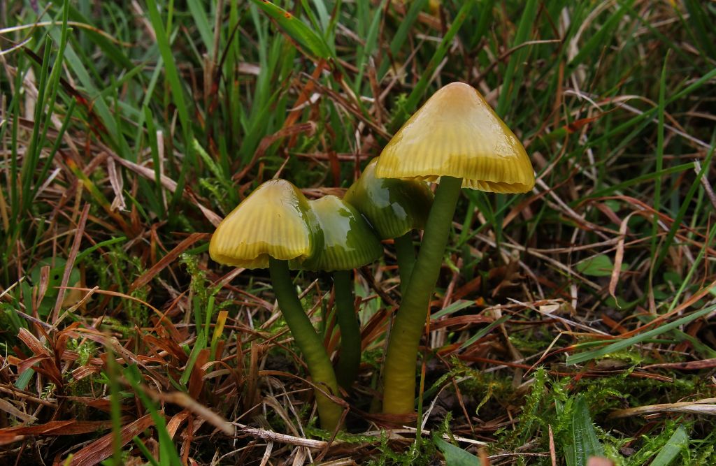 hygrocybe psittacina