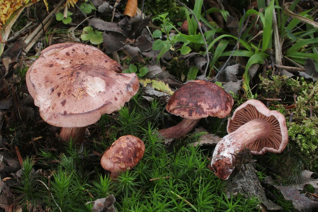 hygrophorus capreolarius