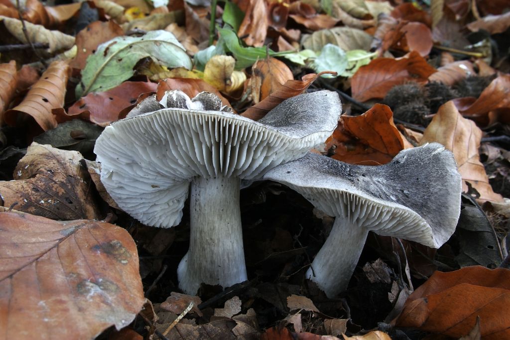 Tricholoma orirubens
